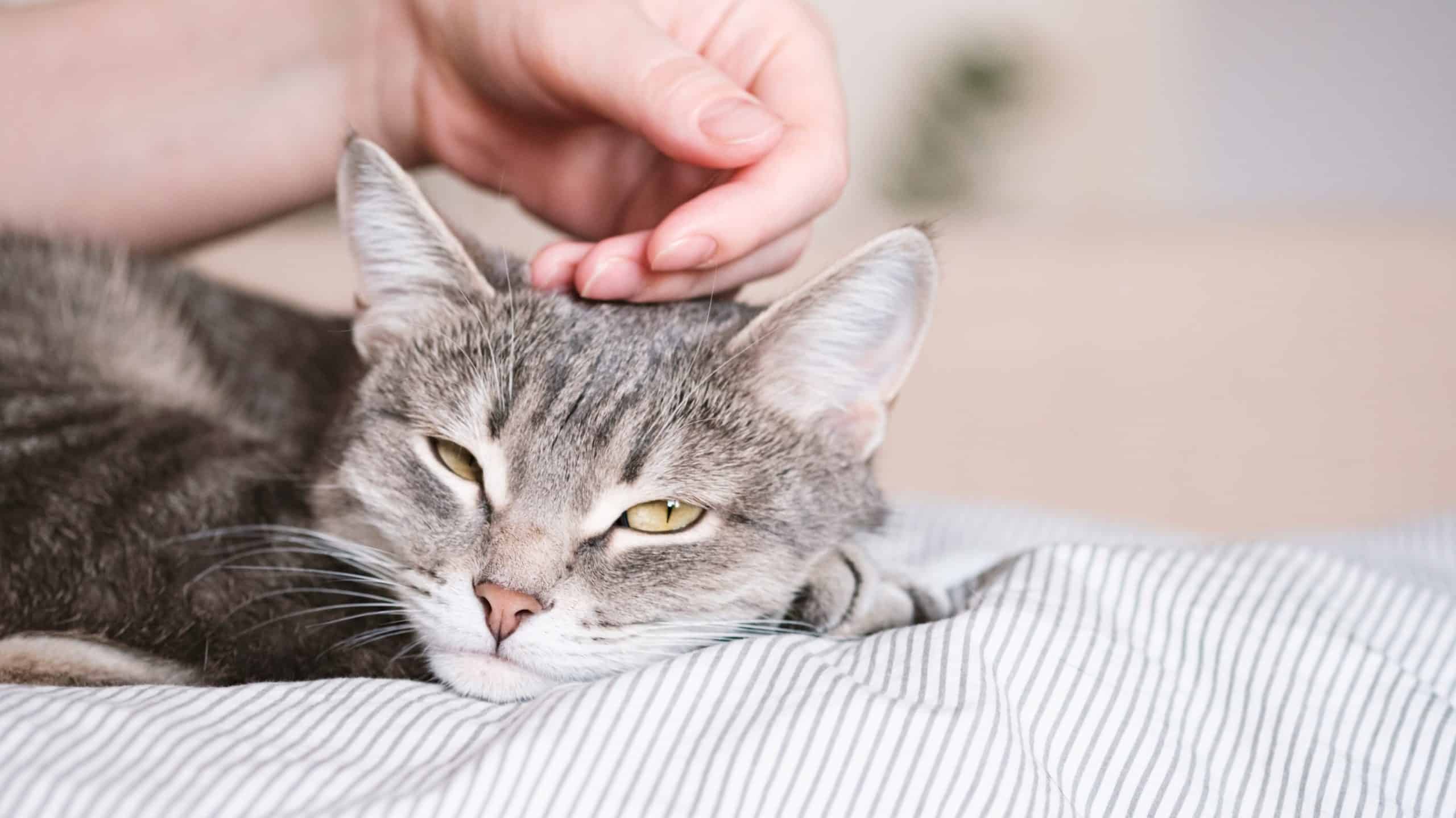 Cat being stroked