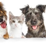 Multiple Pet Insurance