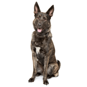 Belgian Malinois