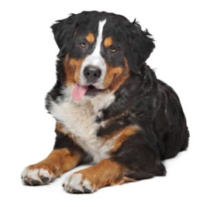 Bernese Mountain Dog