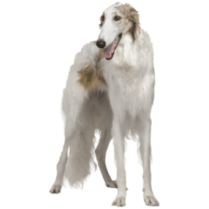 Borzoi