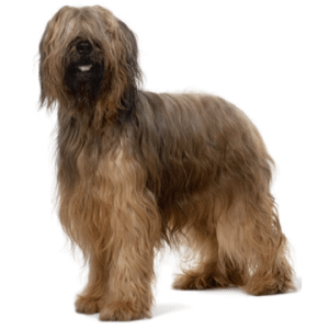 Briard