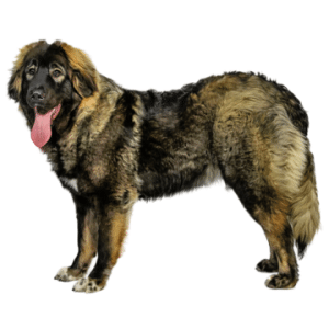 Caucasian Shepherd Dog