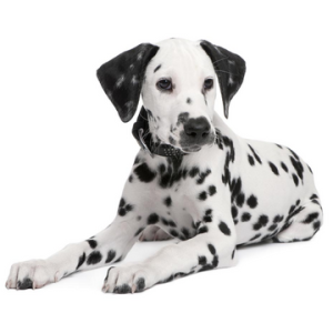 Dalmation