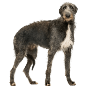 Deerhound