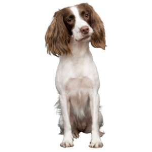 English Springer Spaniel