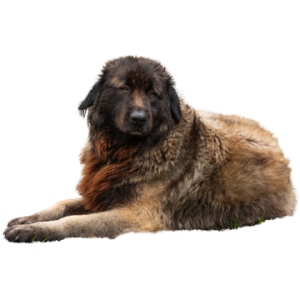 Estrela Mountain Dog