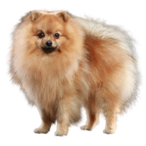 German Spitz