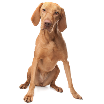 Hungarian Vizsla