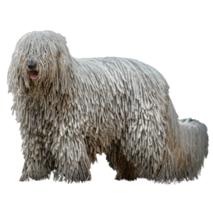 Komondor