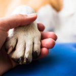 Pet owner holding dog paw