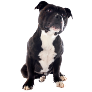 Staffordshire Bull Terrier