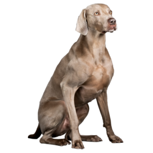 Weimaraner