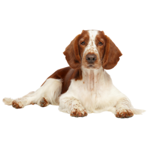 Welsh Springer Spaniel