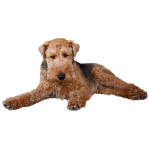 Welsh Terrier