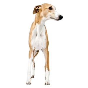 Whippet