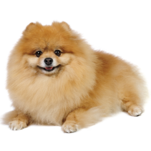 Pomeranian