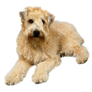 Soft-Coated Wheaten Terrier