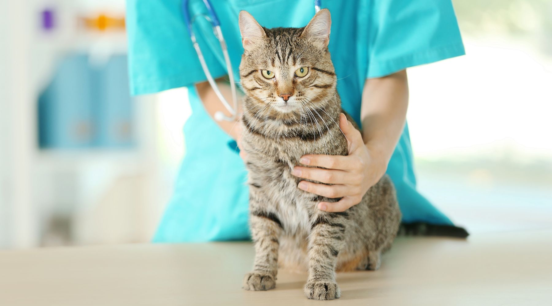 No Waiting Period Pet Insurance