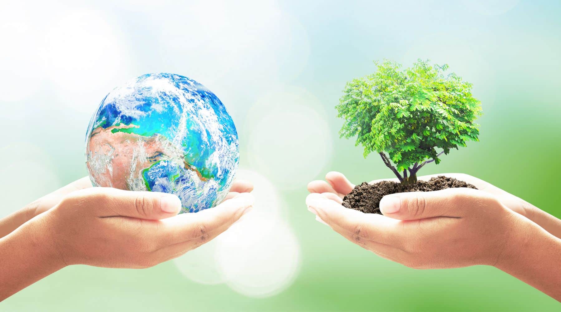 Two sets of hands holding the earth and a tree