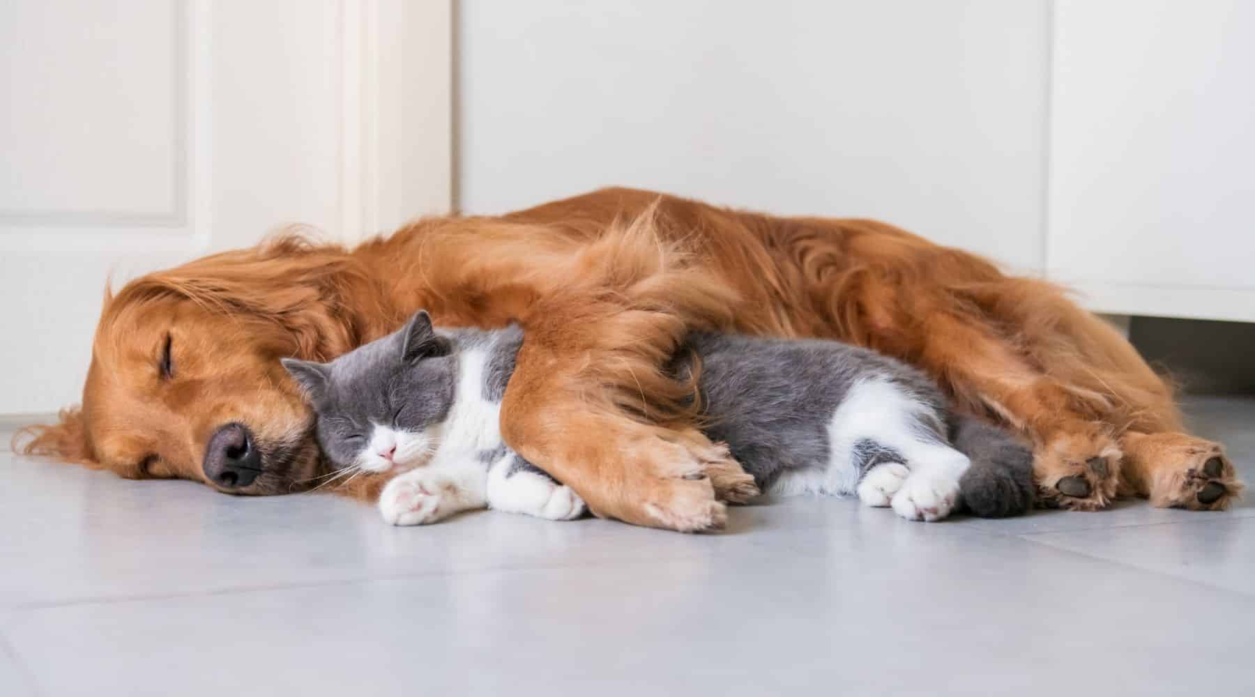 Cat and dog sleeping
